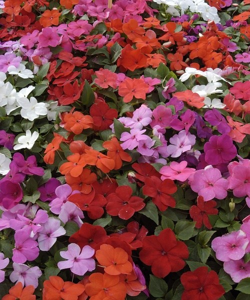 276.500 Impatiens perfect balance